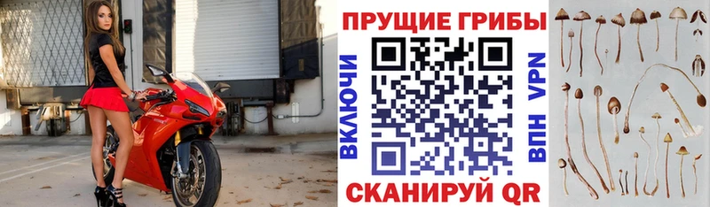 Галлюциногенные грибы Psilocybe  Купить где  Куса 